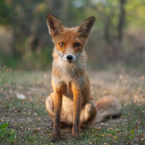 istock Portrait of a red fox Vulpes vulpes on a beautiful background 1347751472