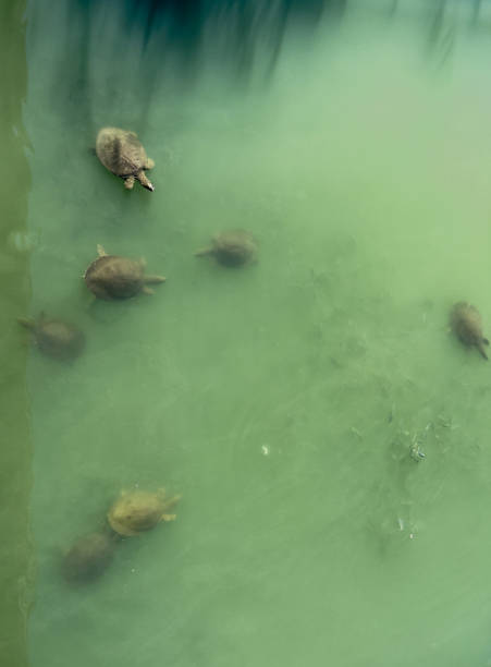 dans l’eau verte d’une rivière plusieurs grandes tortues nagent à la surface - duck billed platypus wildlife animal endangered species photos et images de collection