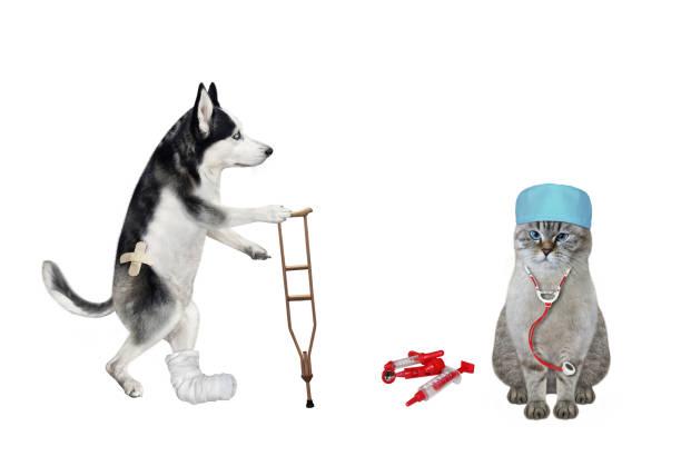 An ashen cat doctor in a medical cap and a stethoscope treats a dog husky with a broken leg. White background. Isolated.