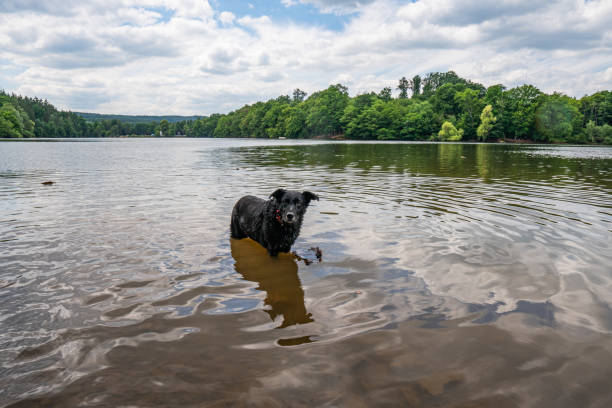 아름다운 검은 래브라도 개가 슈타인바흐탈스퍼레에서 놀고, 아이펠 근처의 댐 - danny dog 뉴스 사진 이미지