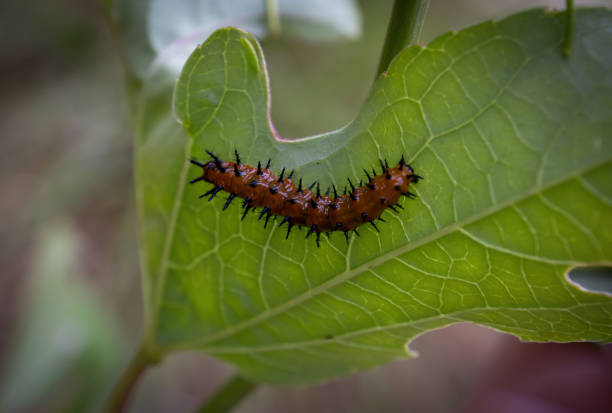istock Gulf fritillary caterpillar 1347754662