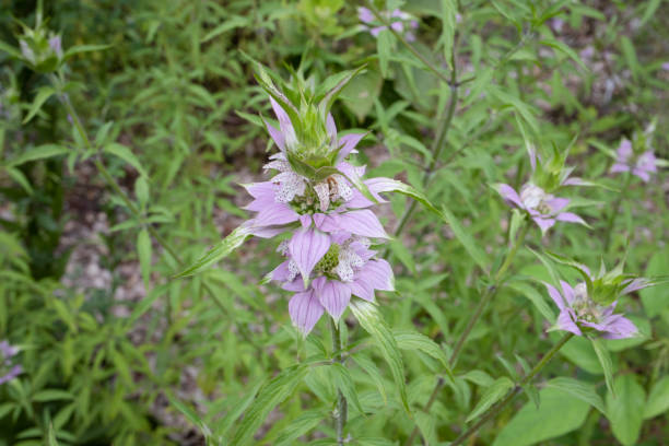 menthe à cheval (baume d’abeille tachetée) monarda punctata - beebalm photos et images de collection