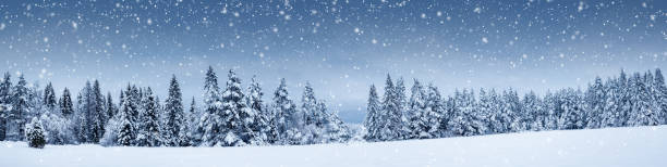 Beautiful view at the forest in snowfall