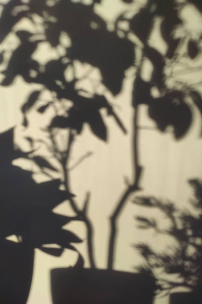 istock Tropical leaves shadow on the wall, nature background 1347756390
