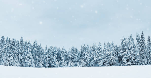 istock Beautiful view at the forest in snowfall in the morning 1347756419