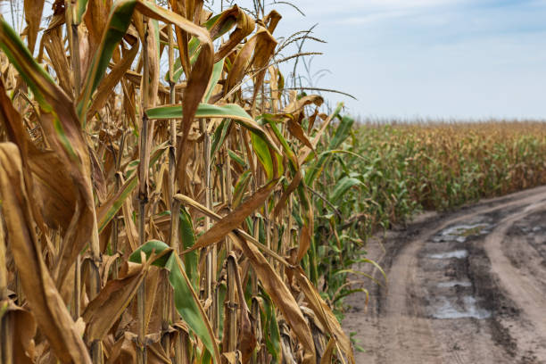 istock Beautiful yellow corn field, farmland work, nature background 1347757342