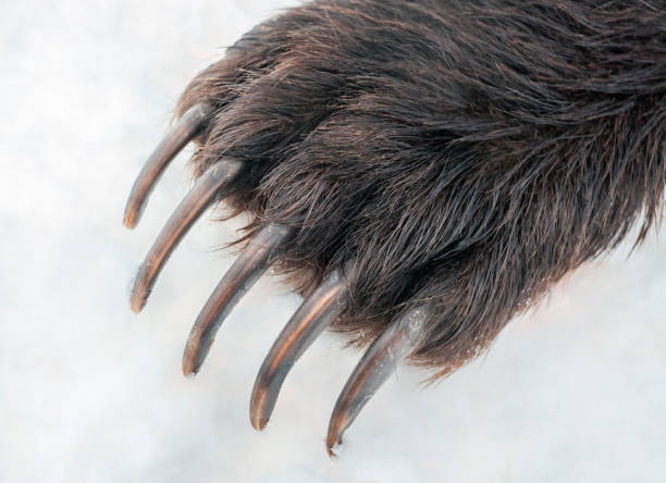 istock Long powerful claws on the front paw of brown bear. 1347758499