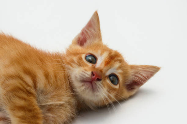 istock Yellow kitten isolated on white background 1347759676