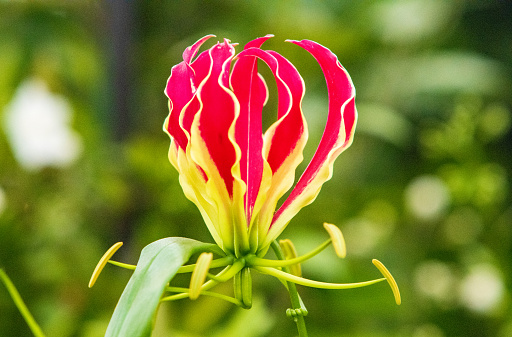 'Flame Lily' Gloriosa Rothschildiana in London, England
