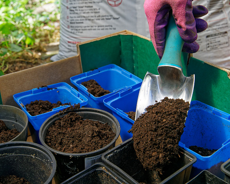 Filling plastic seedling flower pots with potting mix compost.