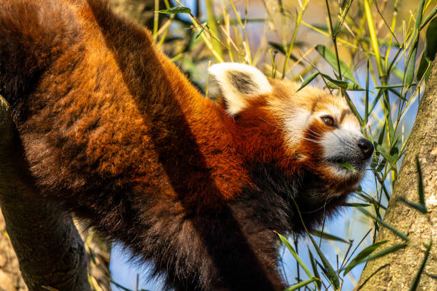 istock The red panda, Ailurus fulgens, also called the lesser panda. 1347761234