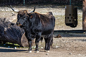 Heck cattle, Bos primigenius taurus or aurochs in a German park