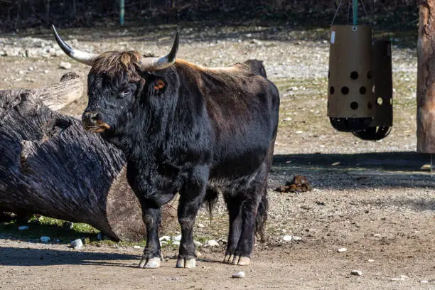 Heck cattle, Bos primigenius taurus, claimed to resemble the extinct aurochs. Seen in a German park