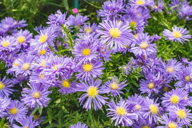 istock Michaelmas Daisy (Aster) in London, England 1347762143