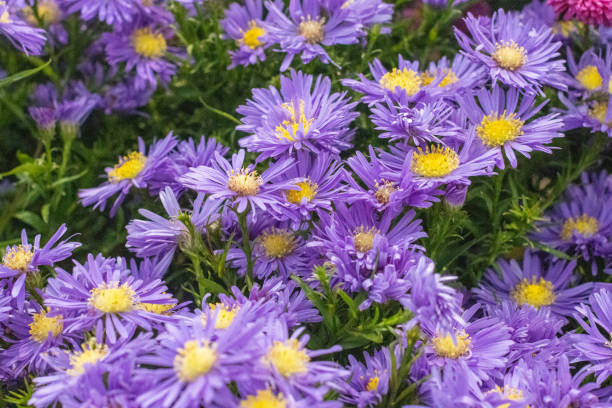 istock Michaelmas Daisy (Aster) in London, England 1347762644