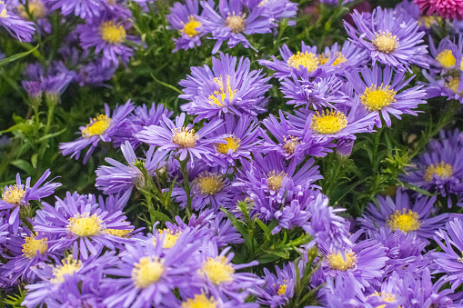 Purple Michaelmas daisy flowers, Aster amellus Rudolf goethe, in a garden.