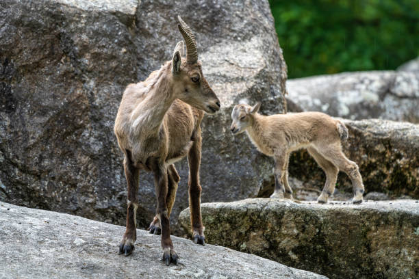 Male mountain ibex - capra ibex in the zoo
