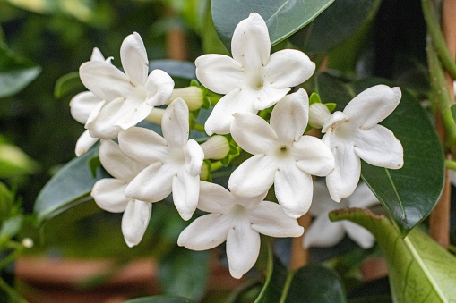 Madagascar Jasmine (Stephanotis Floribunda) in London, England