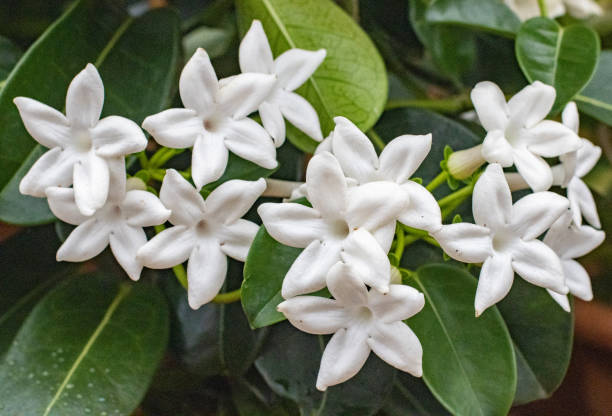 madagascar jasmine (stephanotis floribunda) a londra, inghilterra - flower market immagine foto e immagini stock