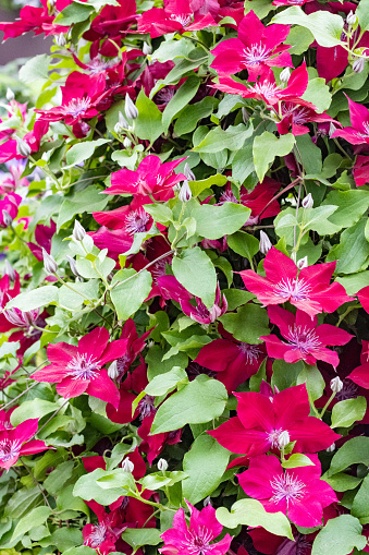 Clematis 'Nubia' in London, England