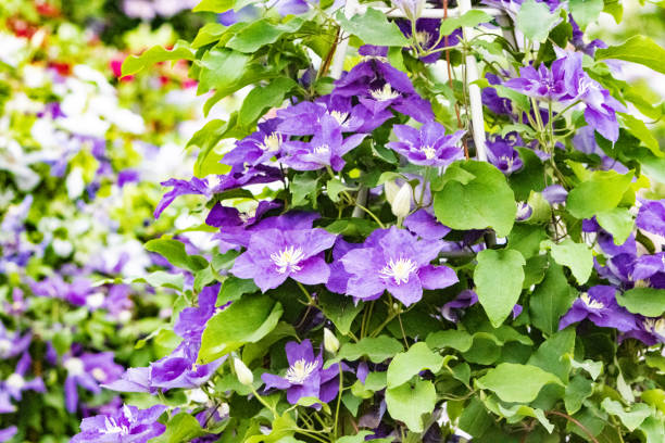istock Clematis in London, England 1347764882