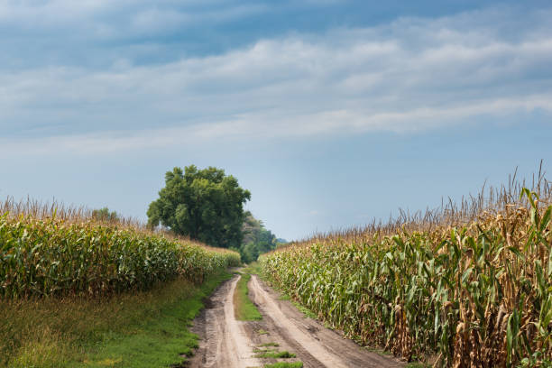 istock Beautiful yellow corn field, farmland work, nature background 1347767205