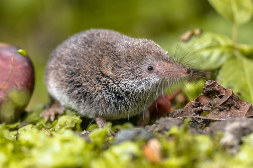 Eurasian pygmy shrew (Sorex minutus) mouse in natural habitat. This is one of the smallest mammals in the world.