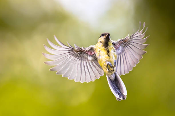 istock Bird in flight on green garden background 1347768555