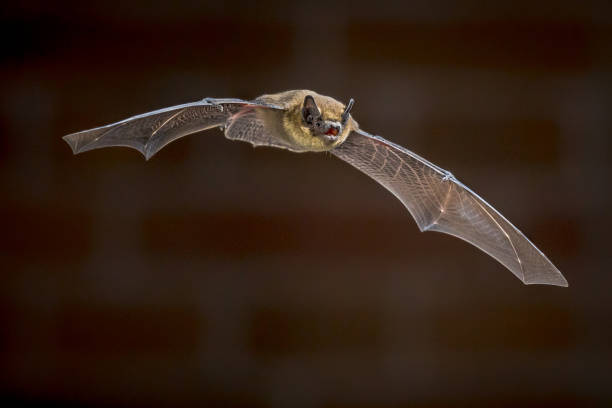 istock Flying Pipistrelle bat in front of brick wall 1347768669