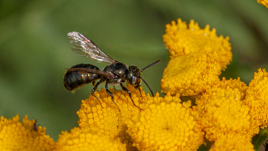 A carpenter bee forages a flower in late summer.