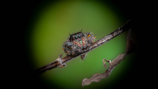 istock Rebellious jumping spider, (Phidippus audax), Jumping Spider, araneomorphs. 1347769389