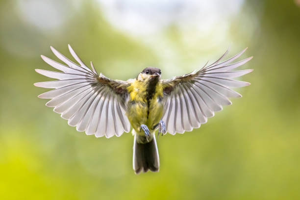 istock Bird in flight on green garden background 1347770151