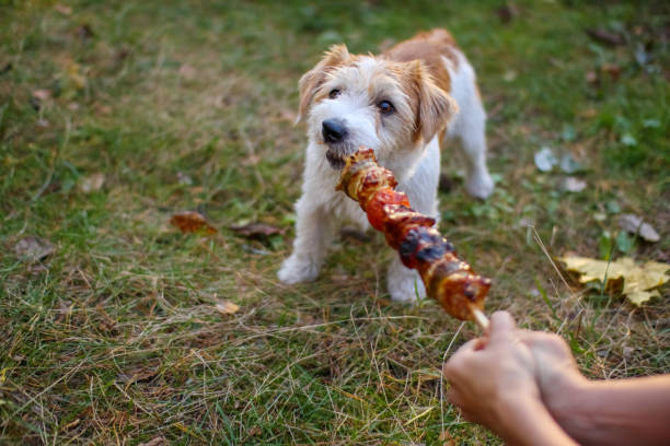 istock Wire-haired Jack Russell Terrier puppy pulls a barbecue stick 1347770306