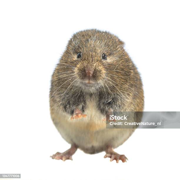 白い背景に後ろ足で立っているフィールドボレ 小型のネズミのストックフォトや画像を多数ご用意 小型のネズミ, 茶色, オランダ iStock