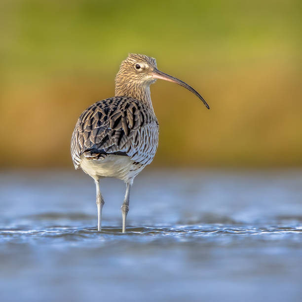istock Eurasian curlew wading in tidal marsh waddensea 1347771369