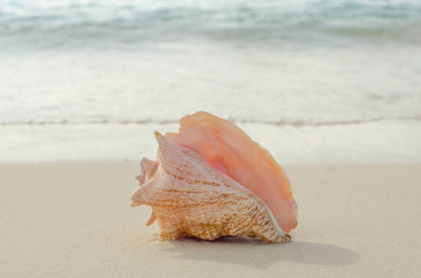 conch shell on a beach in grand cayman - concha imagens e fotografias de stock