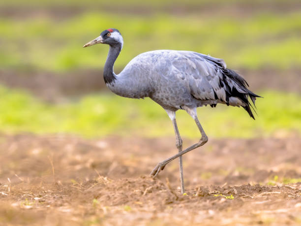 istock Common crane walking in agricultural field 1347771534