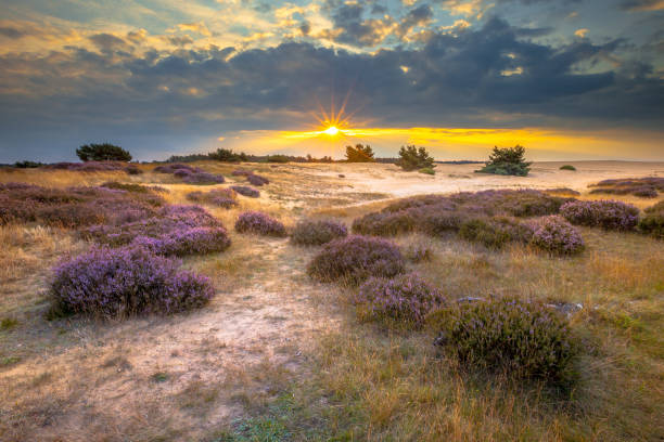 istock Hoge Veluwe Sand dune Heathland 1347772095