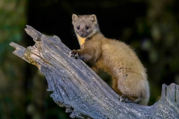 American Marten - Martes americana, climbing a pine tree trunk, making eye contact.  Background is bokeh of skylight through the forest.