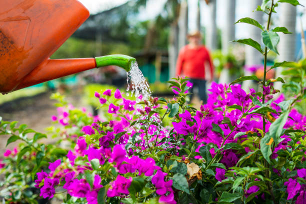 Latino man of average age 25 years old dressed casually gardener by profession waters the plants with watering can
