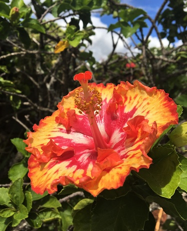 Single variegated hybrid pink and peach hibiscus on the plant.  Some against green leaves background and some against blue sky and green leaves