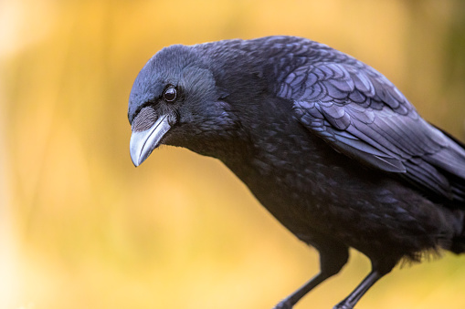 Close-up of a black crow perched on a tree branch.