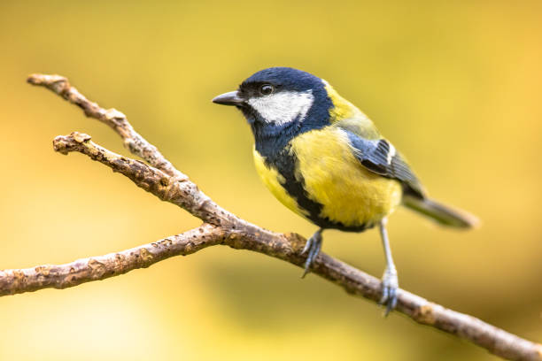 istock Great tit garden bird perched on branch 1347772798