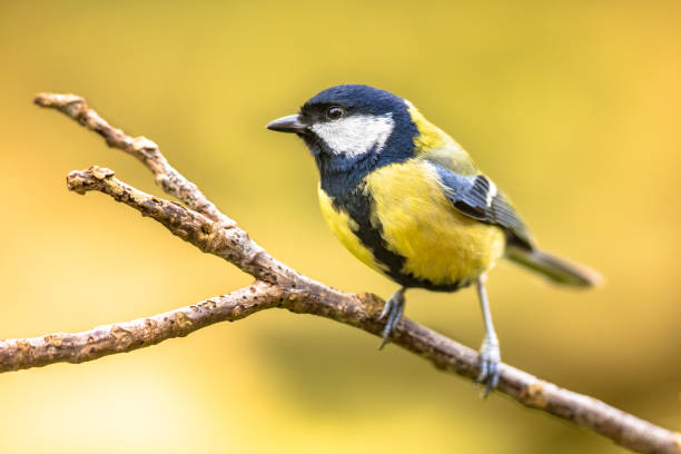 большая синица садовая птица, синяя на ветке - большая синица стоковые фото и изображения