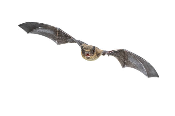 istock Flying Pipistrelle bat isolated on white background 1347772921