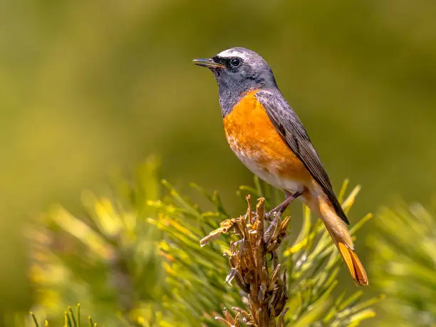 Common Redstart (Phoenicurus phoenicurus). Beautiful bird perched on branch of tree in the forest. Wildlife in nature. Netherlands.