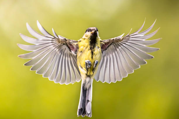 istock Bird in flight on green garden background 1347773780