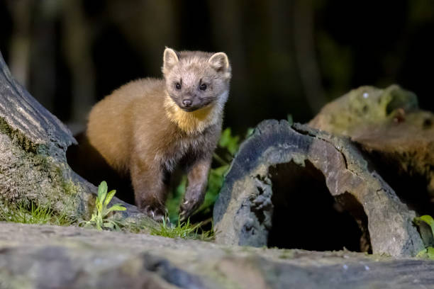 istock Pine marten on trunk in forest at night 1347774241
