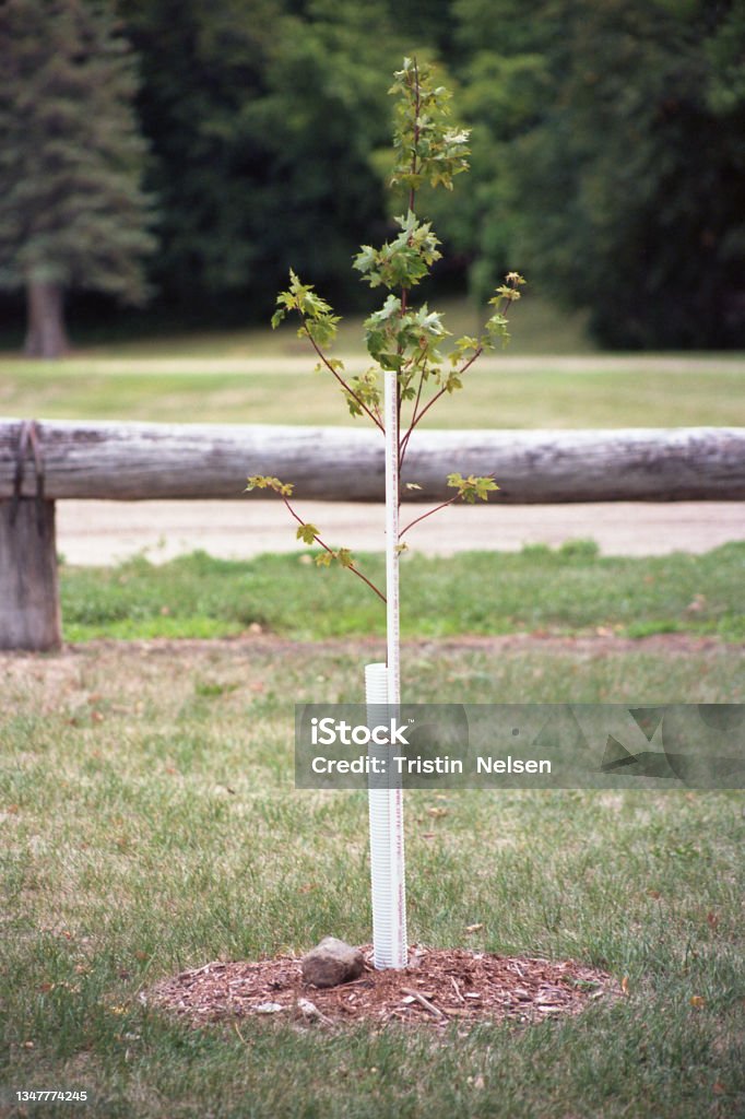 Sapling Reference Image Tree Sapling Stock Photo - Download Image Now - Agriculture, Color ...