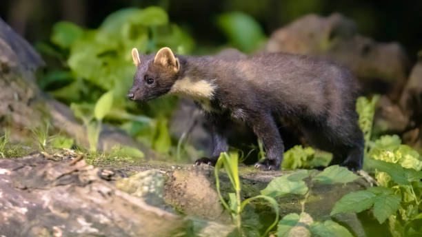 istock Pine marten on trunk in forest at night 1347774516